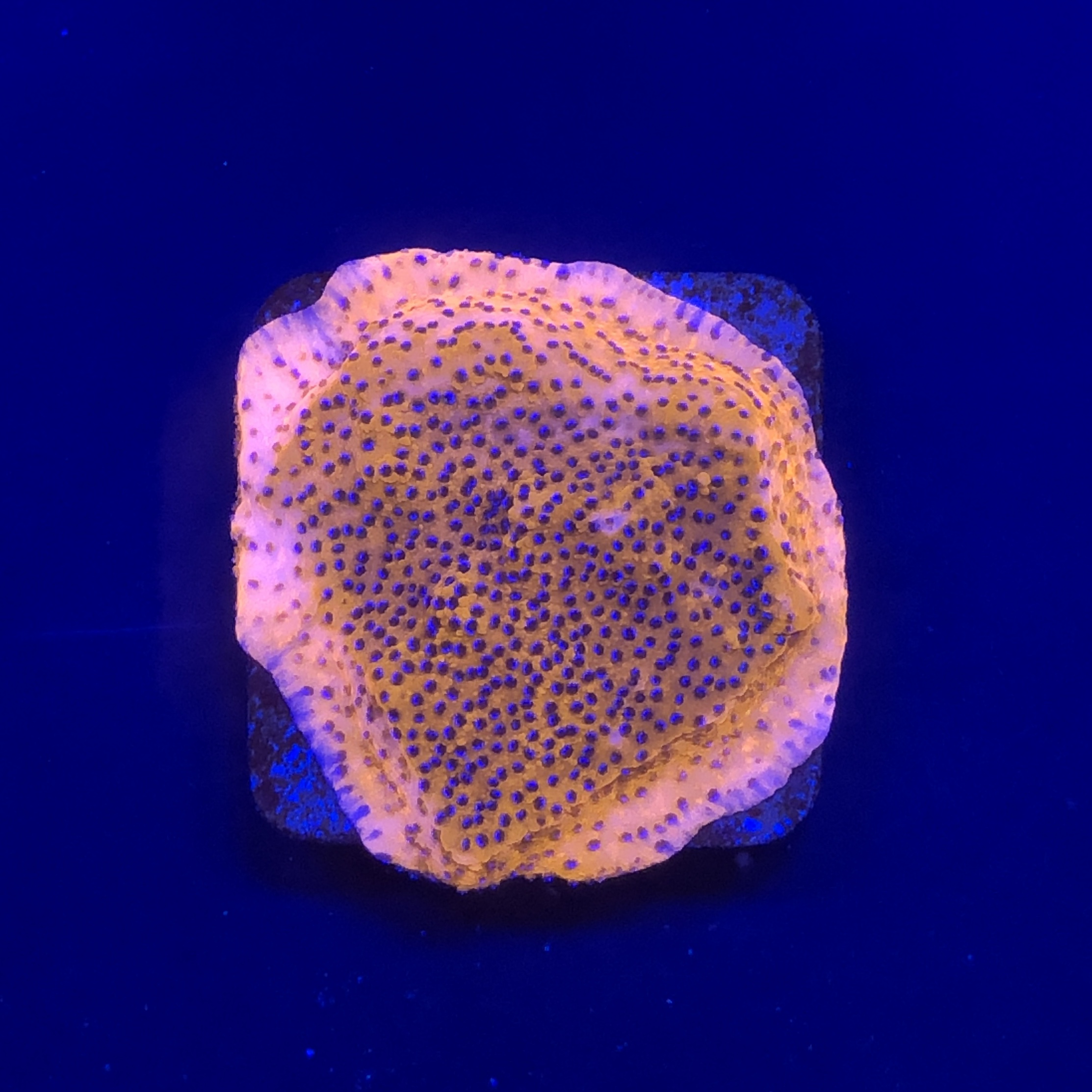 Montipora Superman Reverse (Mystic) M