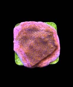 Alternative view of Montipora Superman M