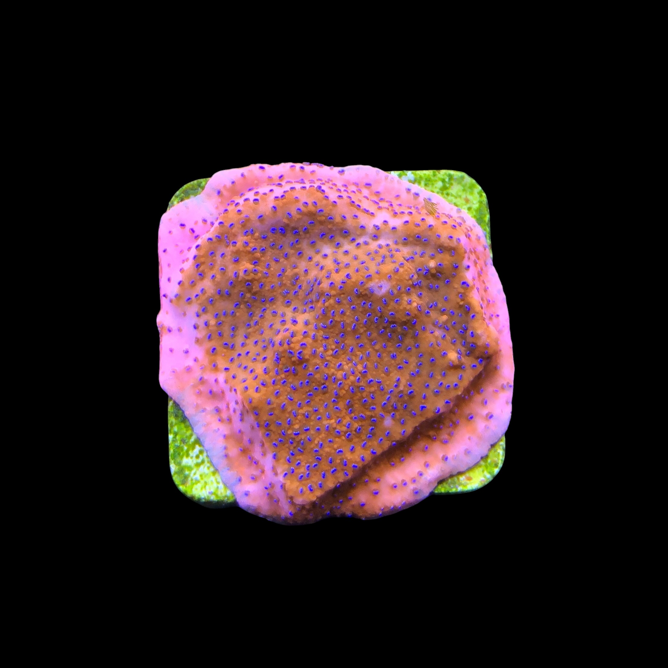 Montipora Superman Reverse (Mystic) M - Imagem 2