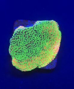 Montipora Sunset M