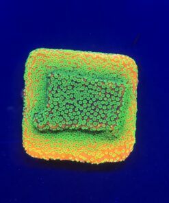 Montipora Sunset M