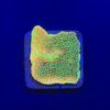 Montipora Sunset M