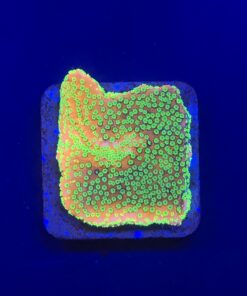 Montipora Sunset M