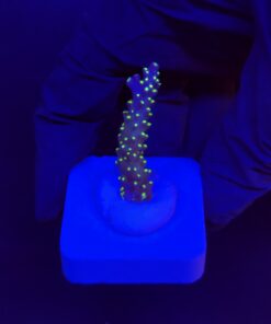 Nana Purple Neon Polyps M