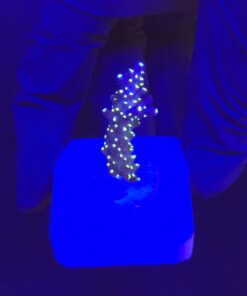 Nana Purple Neon Polyps M