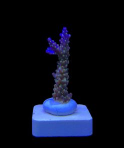 Alternative view of Nana Purple Neon Polyps M