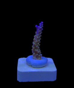 Alternative view of Nana Purple Neon Polyps M
