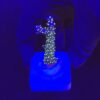 Nana Purple Neon Polyps M