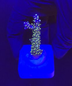 Nana Purple Neon Polyps M