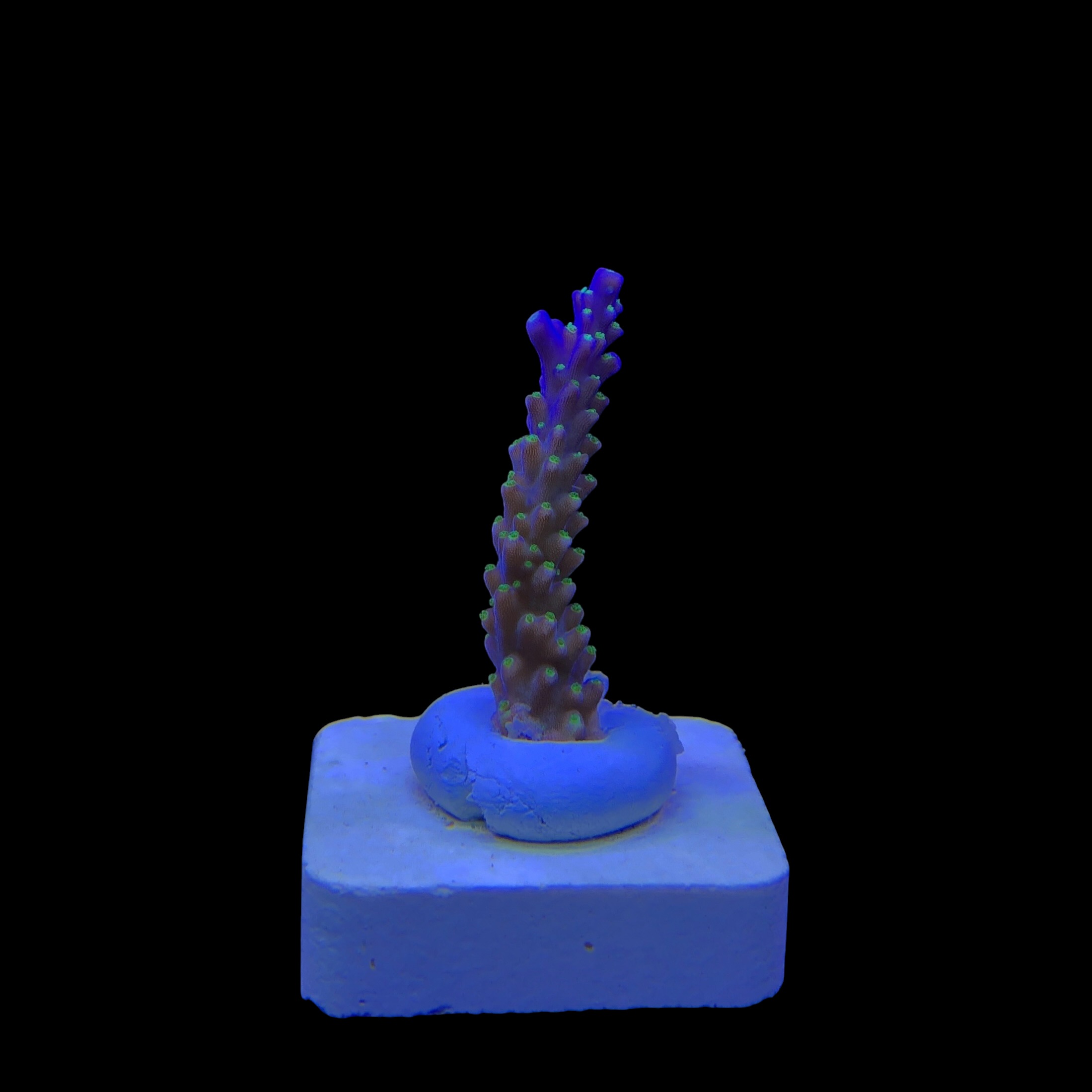 Nana Purple Neon Polyps M - Imagem 2