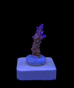 Alternative view of Nana Purple Neon Polyps M