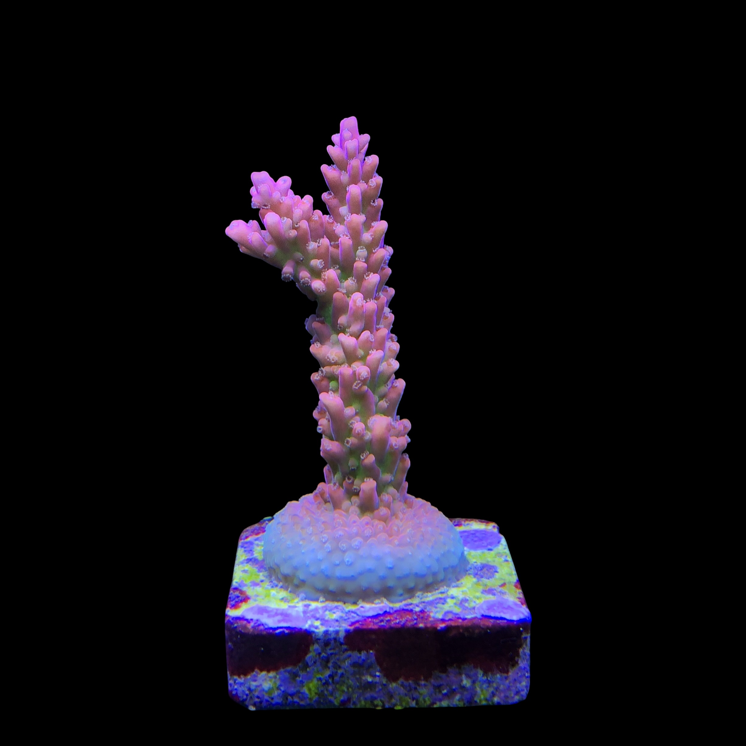 Nebulosa M - Imagem 2