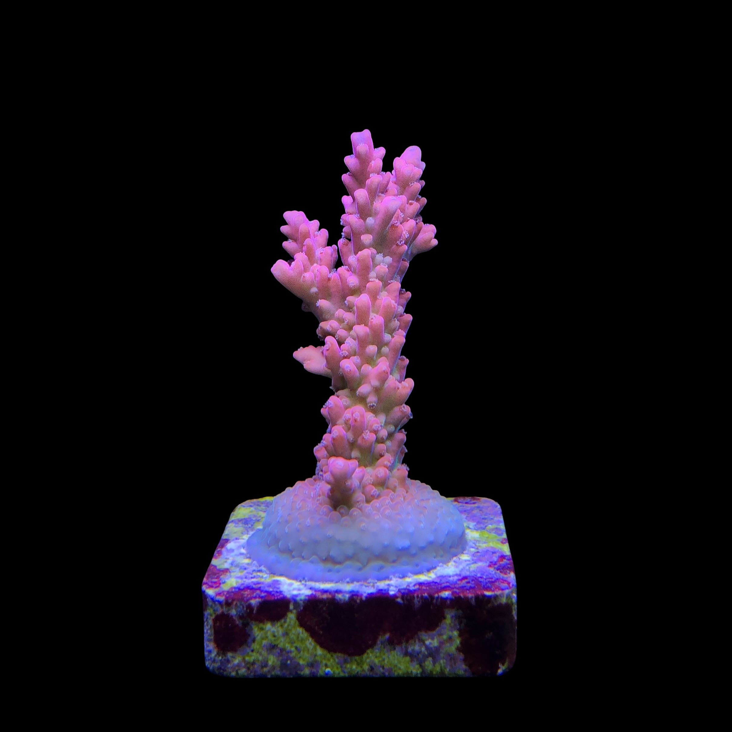 Nebulosa M - Imagem 2