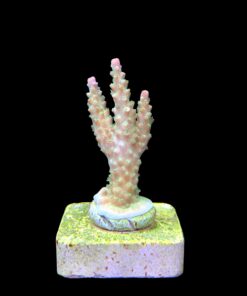 Alternative view of Paletta Pink Tips M
