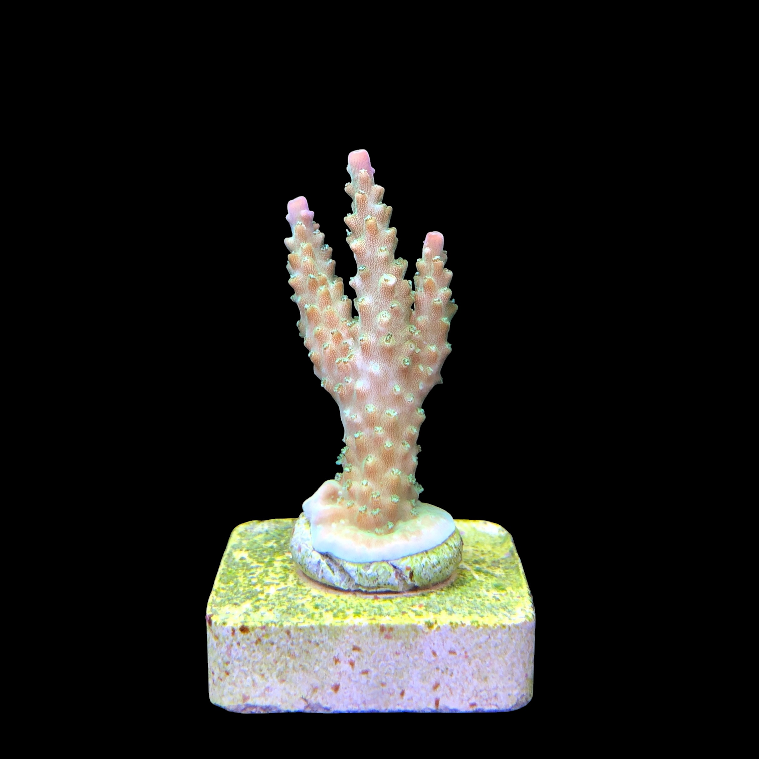 Paletta Pink Tips M - Imagem 2