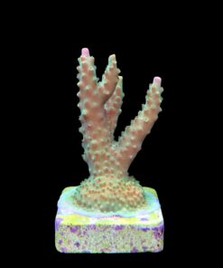 Alternative view of Paletta Pink Tips M