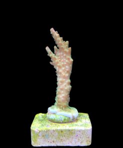 Alternative view of Paletta Pink Tips M