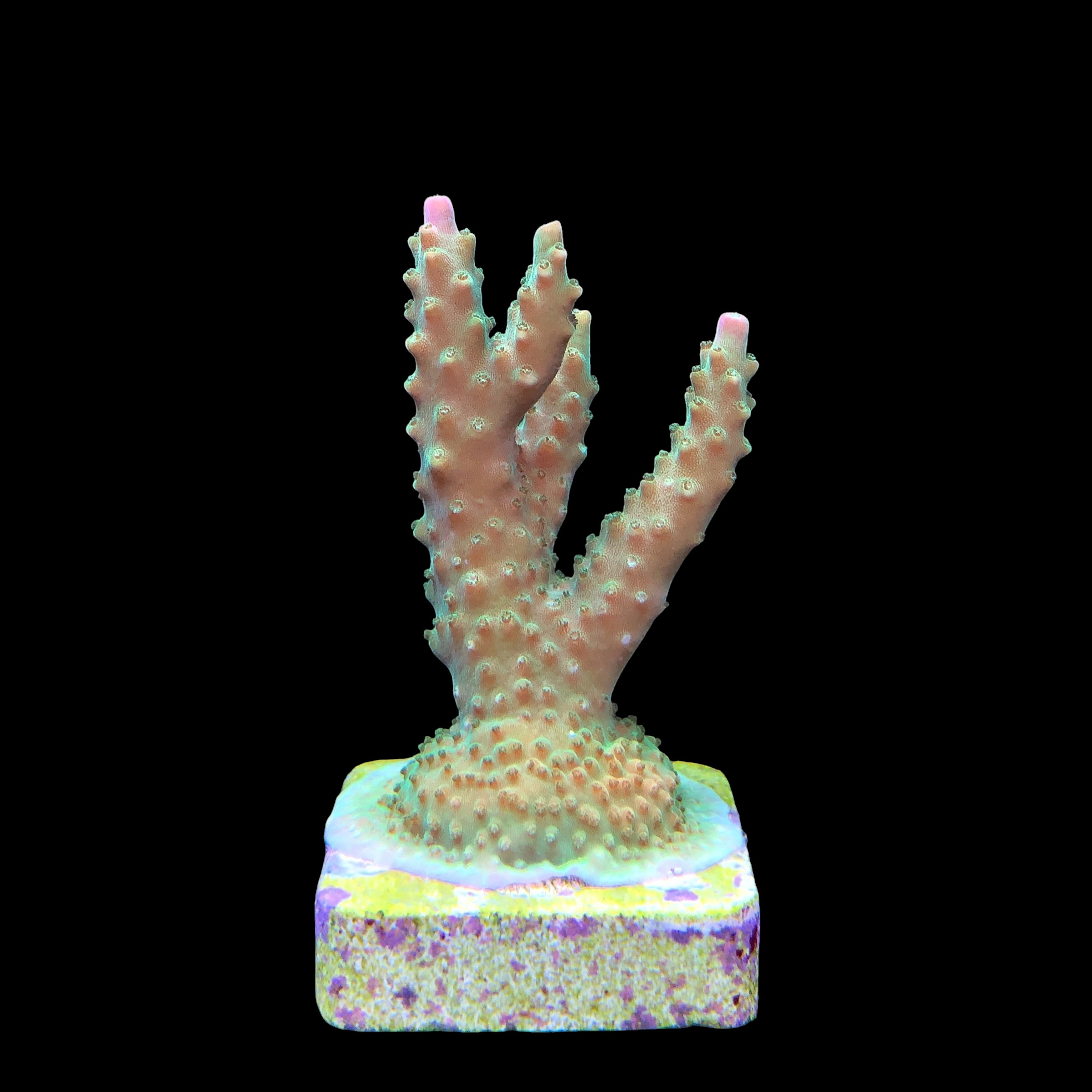 Paletta Pink Tips M - Imagem 2