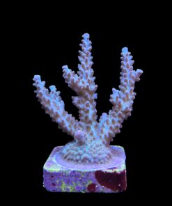 Alternative view of OR Pearlberry G