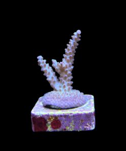 Alternative view of OR Pearlberry M