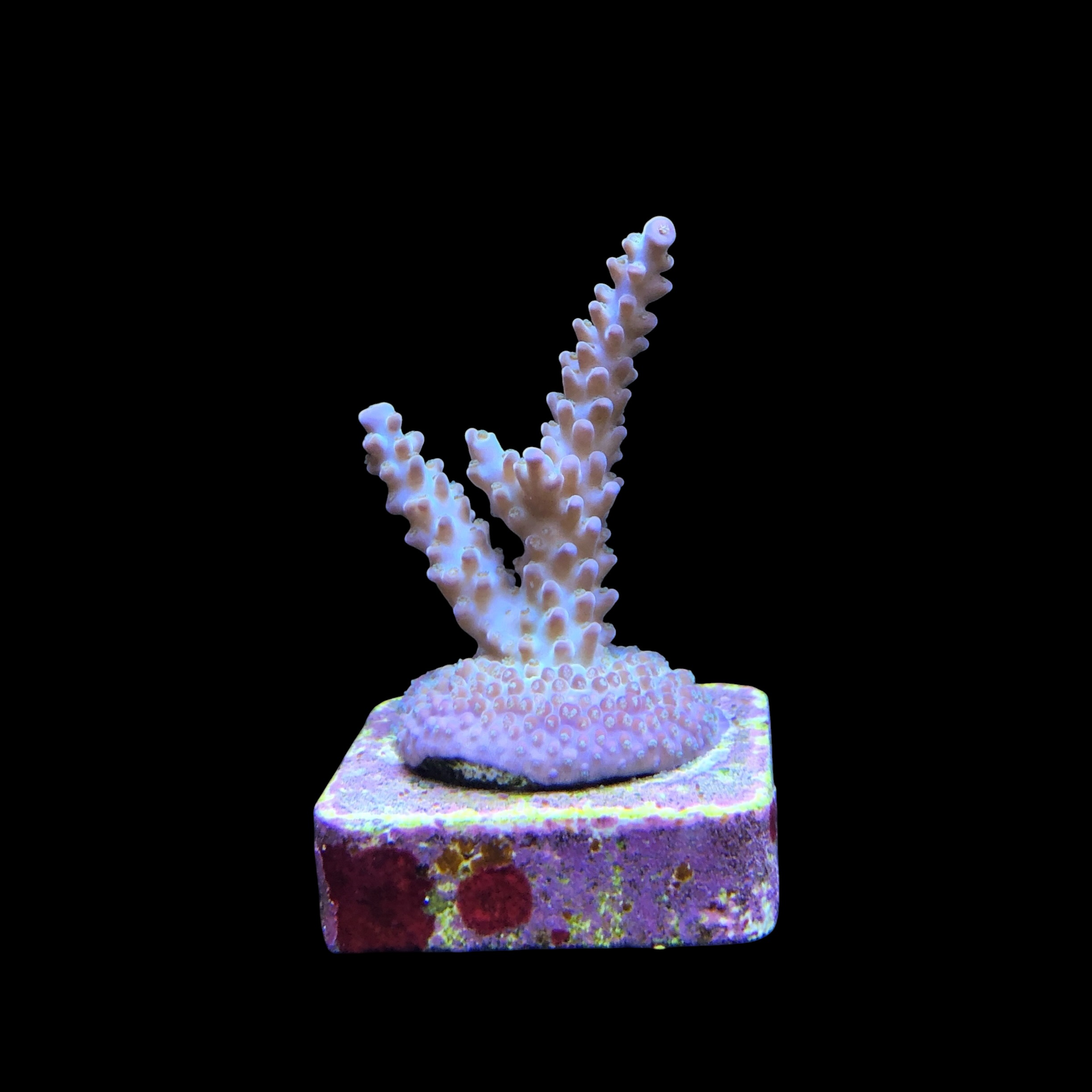 OR Pearlberry M - Imagem 2