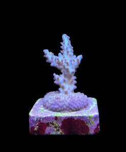 Alternative view of OR Pearlberry M