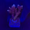 Pink Cadillac M