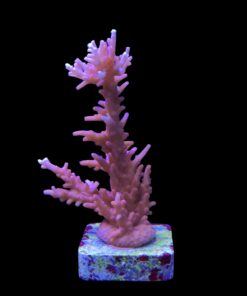 Pink Dragon G