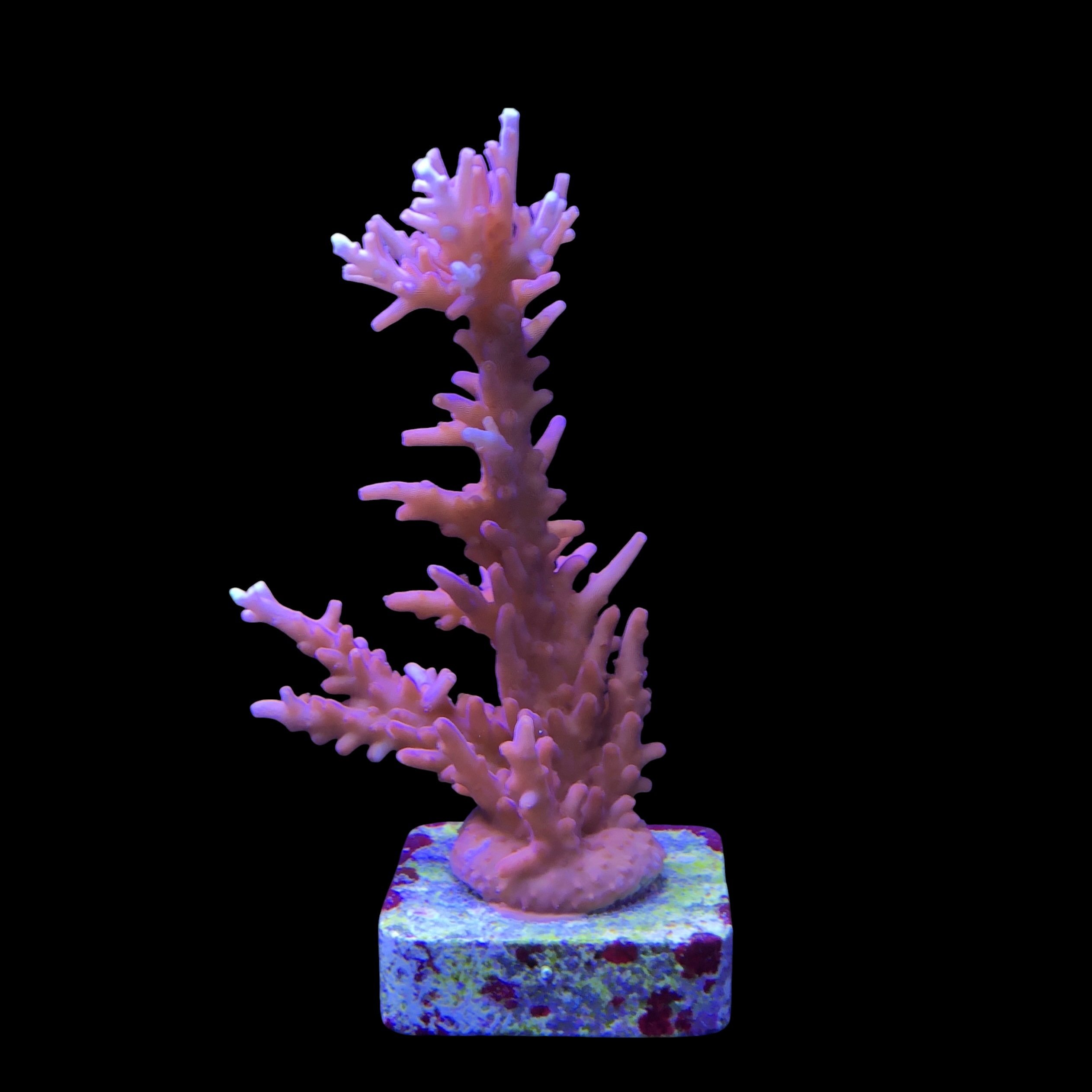 Pink Dragon G