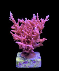 Pink Dragon G