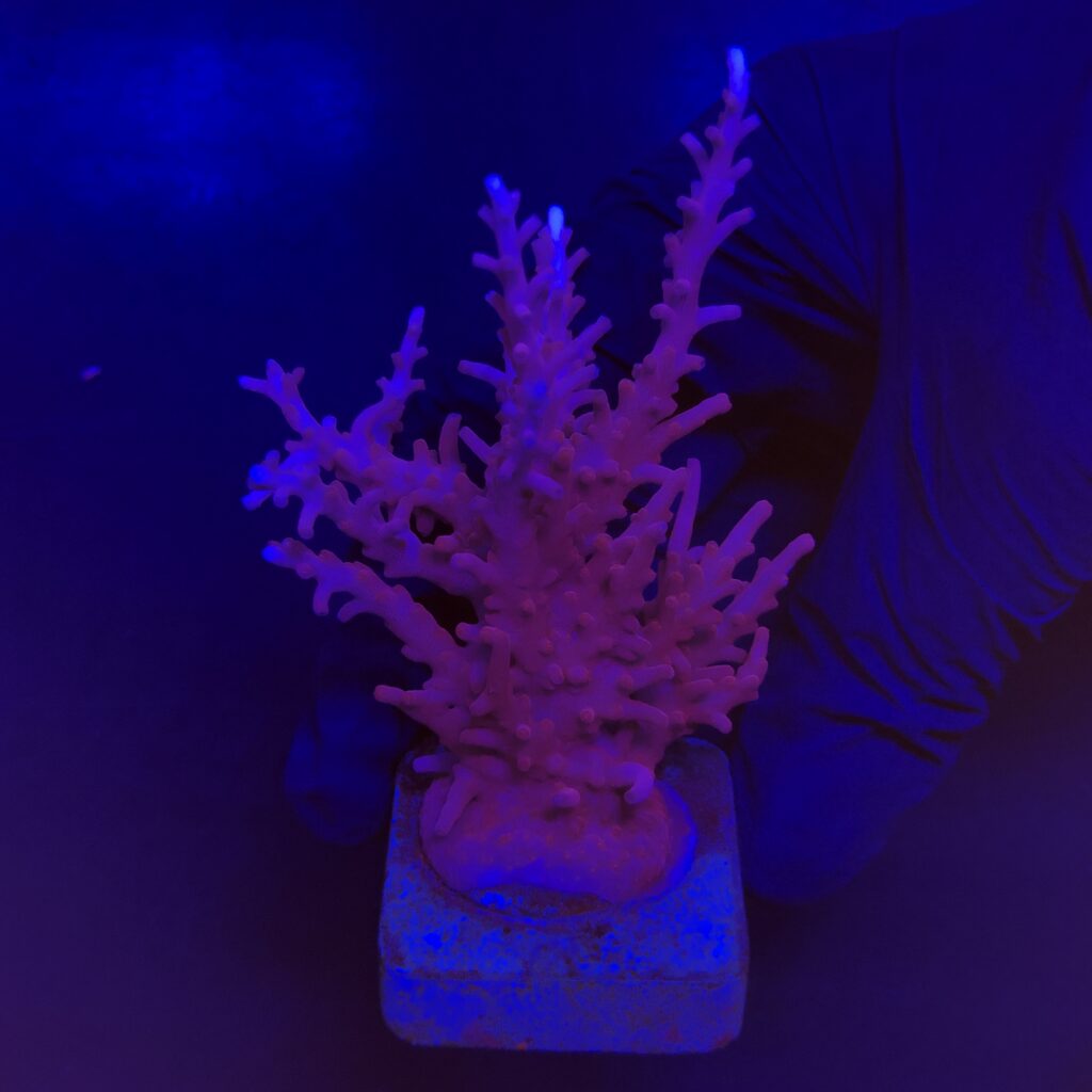 Ocyan