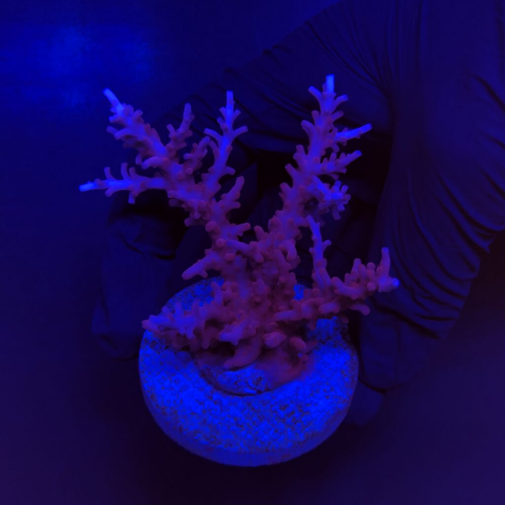 Ocyan
