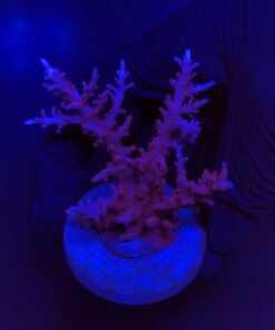 Pink Dragon G