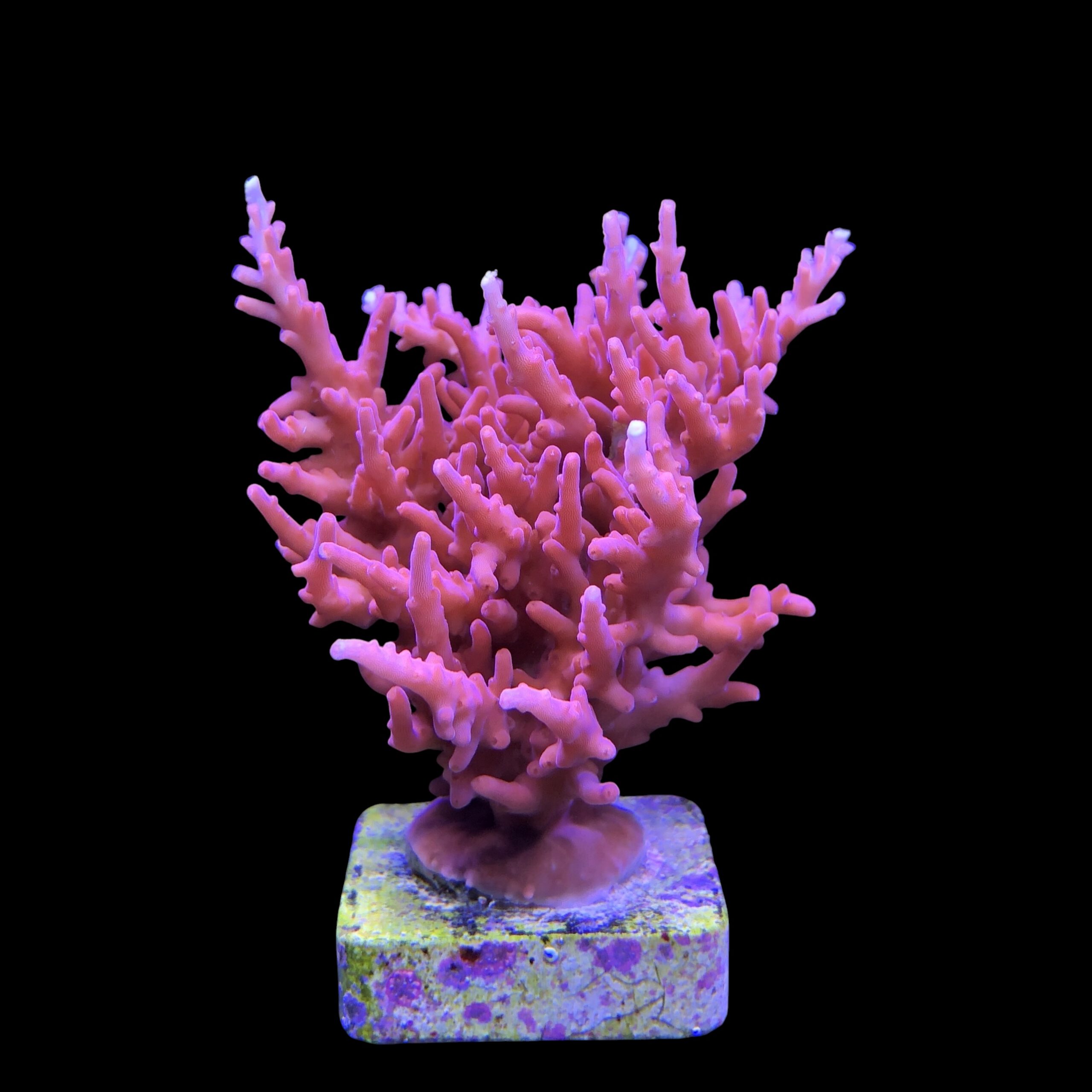Pink Dragon G