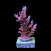 Pink Dragon M