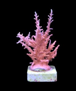 Alternative view of Pink Dragon G