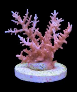 Alternative view of Pink Dragon G