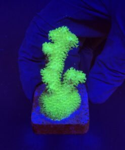 Pocillopora Green M