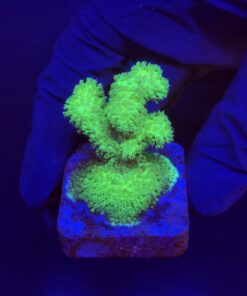 Pocillopora Green M