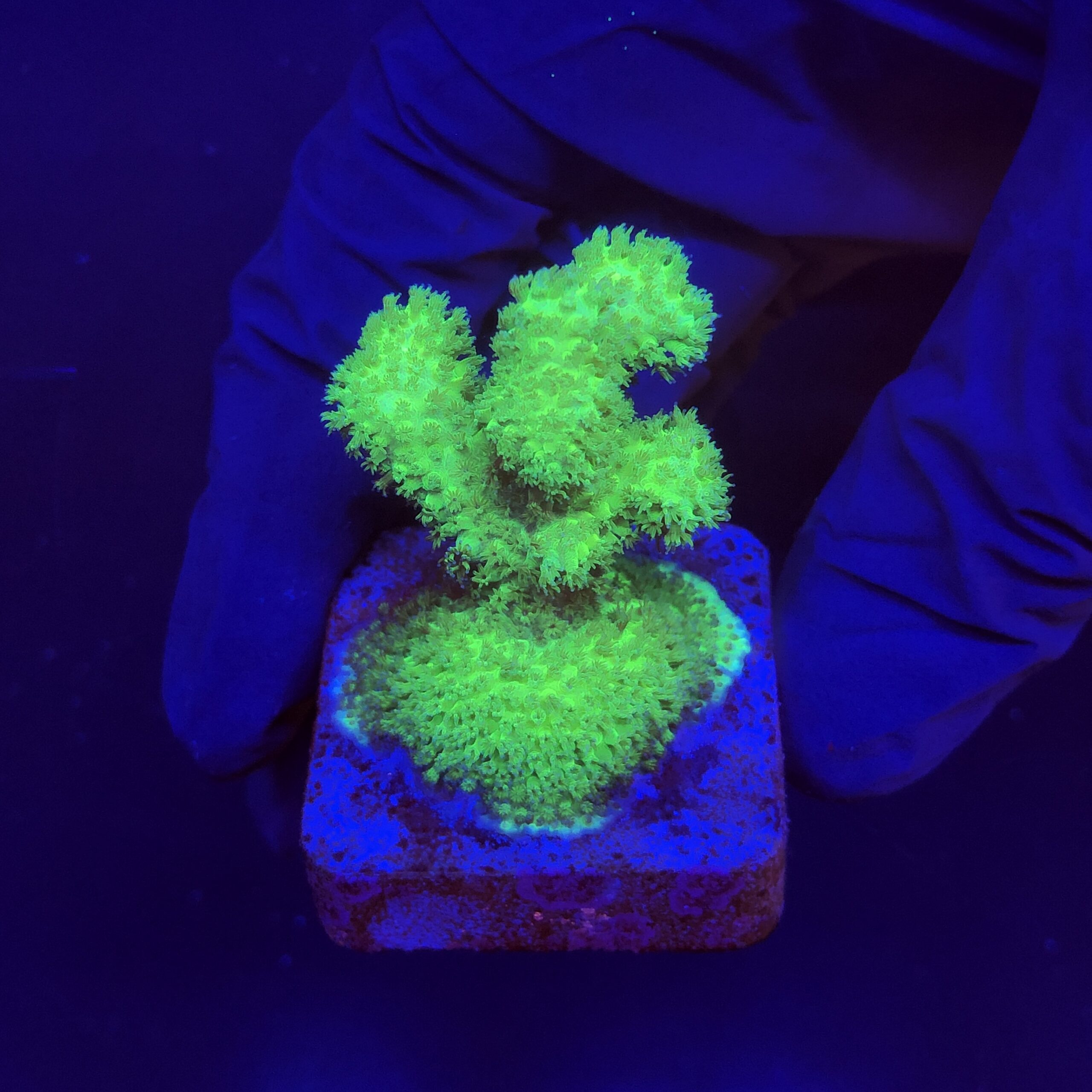 Pocillopora Green M