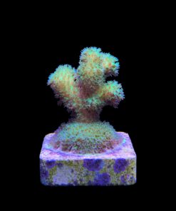 Alternative view of Pocillopora Green M