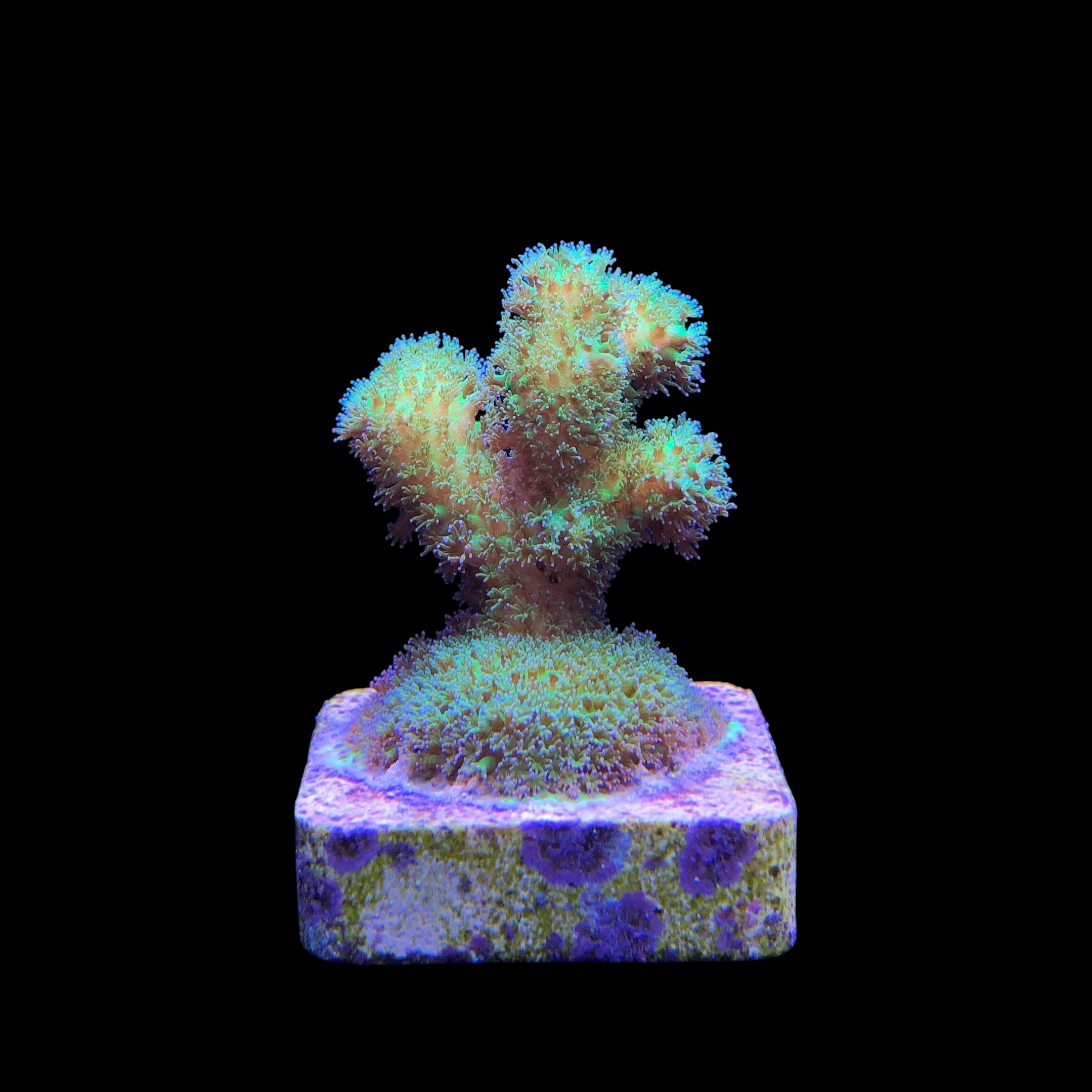 Pocillopora Green M - Imagem 2