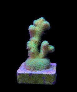 Alternative view of Pocillopora Green M