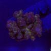 Pocillopora Pink G