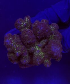 Pocillopora Pink G