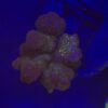 Pocillopora Pink G