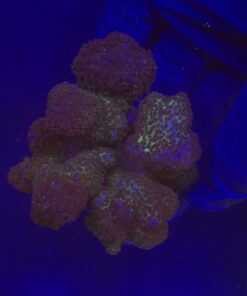 Pocillopora Pink G