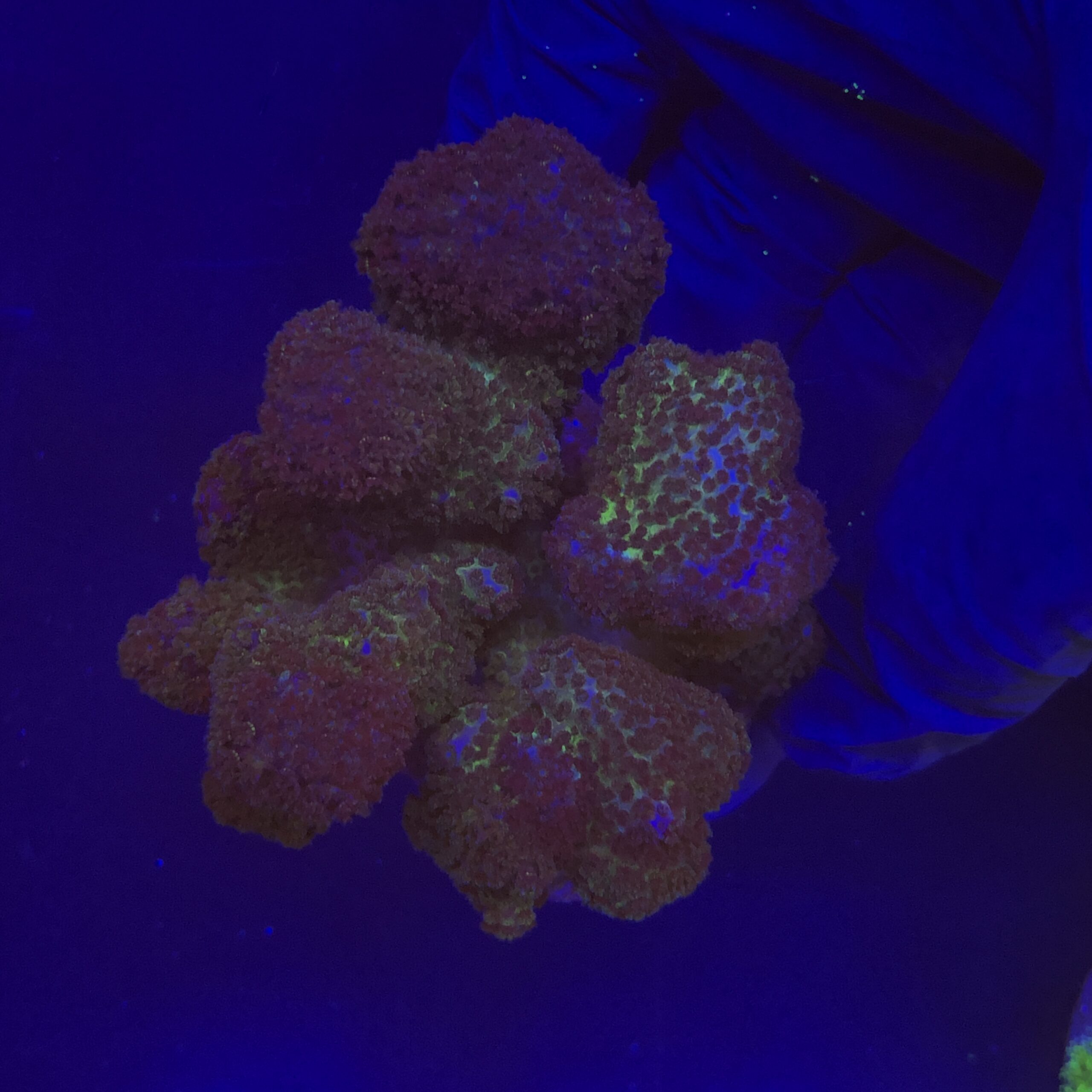 Pocillopora Pink G
