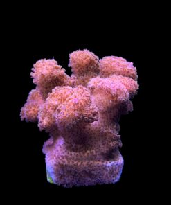 Alternative view of Pocillopora Pink G