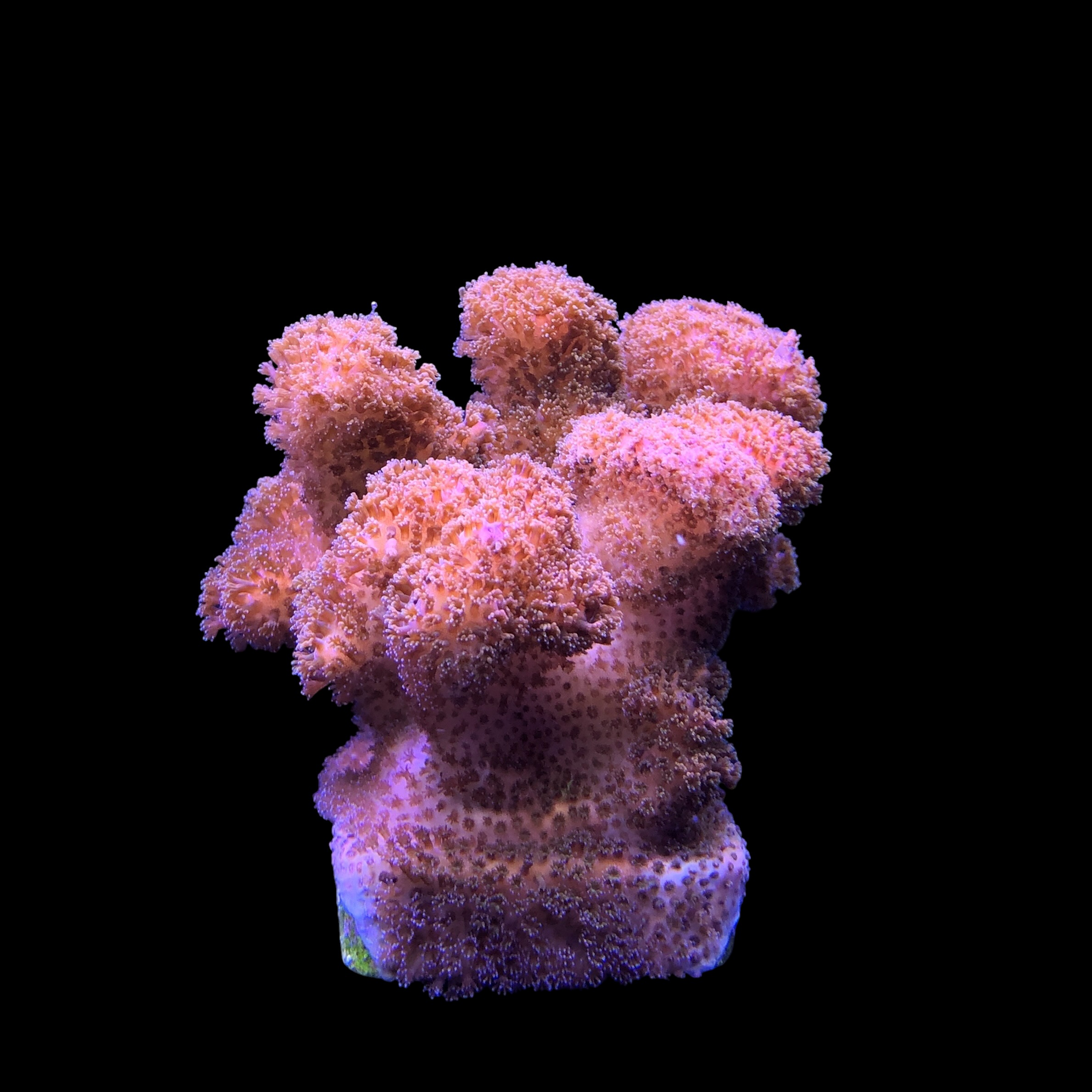 Pocillopora Pink G - Imagem 2